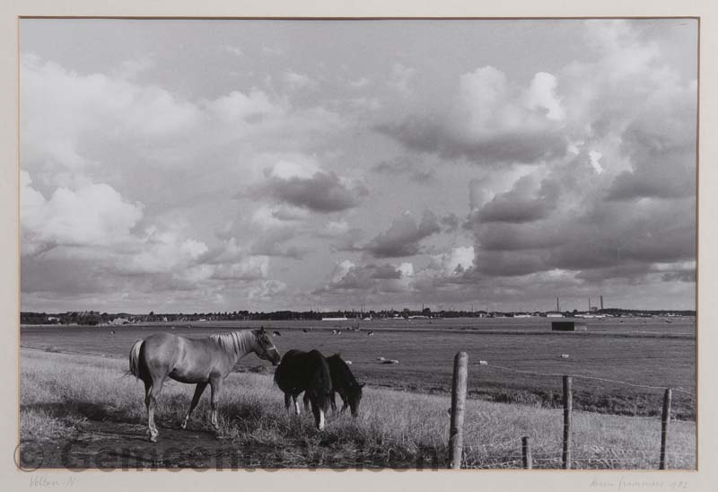 Foto van Velsen-Noord